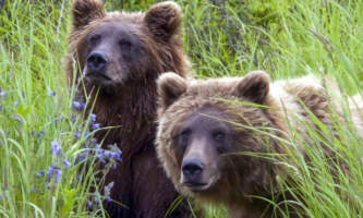 Rainy Pass Lodge Steve Perrins Grizzly Bear Alaska Bear Viewing