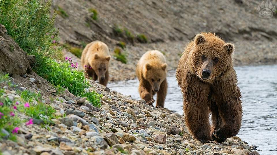 Each day you’ll wake up on the boat before boarding your skiff and going ashore to watch and take photos of bears.