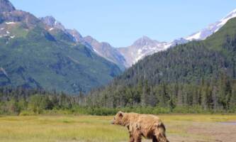 Bear resized Joseph P Chmeleck