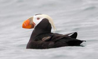 Puffin resized Joseph P Chmeleck