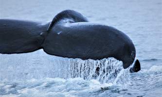 The lodge at whale pass 6 I2 D3112 1 Lucas Ryter