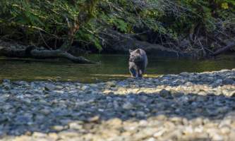 The lodge at whale pass Black bear walking along water on bank horizontal Lucas Ryter