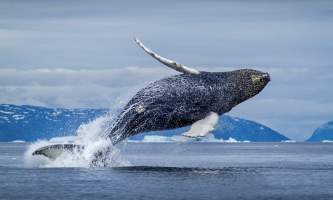 The lodge at whale pass IMG 0069 Lucas Ryter