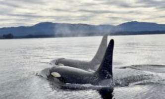 The lodge at whale pass Orca Whales Bull 300x173 Lucas Ryter