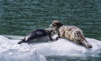 The lodge at whale pass Seals looking back Lucas Ryter