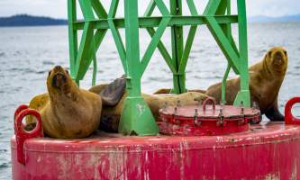 The lodge at whale pass Three sea lions on buoy looking at camera horizontal Lucas Ryter