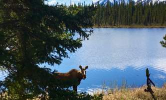 Moose alaska tonglen lake lodge