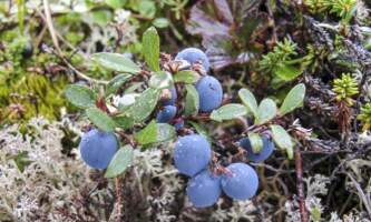 Wild blueberries 2 1318614 Hayden