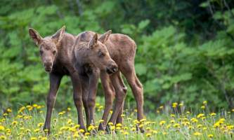 Twin baby moose wildlife sanctuary alaska untitled
