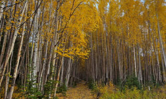 Trail into yellow woods A AK Marketing Images 2023 Victoria Regoalaska org wrangell mountain wilderness lodge