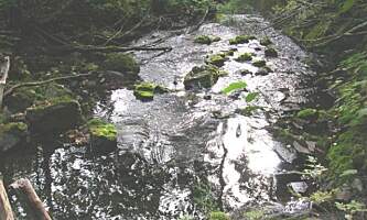 Grouse creek