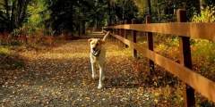 Centennial Campground Loop Trail