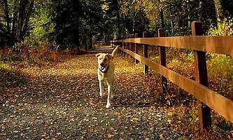 Joel Todd 42151261 1094720134023781 4698948556902367232 n alaska untitled