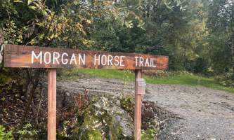 Morgan Horse Lazy Trailhead 2 alaska untitled