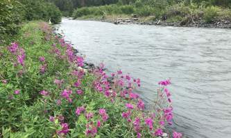 Image 4 Fireweed along 20 Mile River