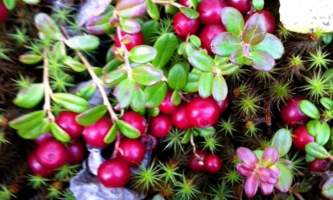 Alaska Lingonberries 2015 2 kahiltna birch works