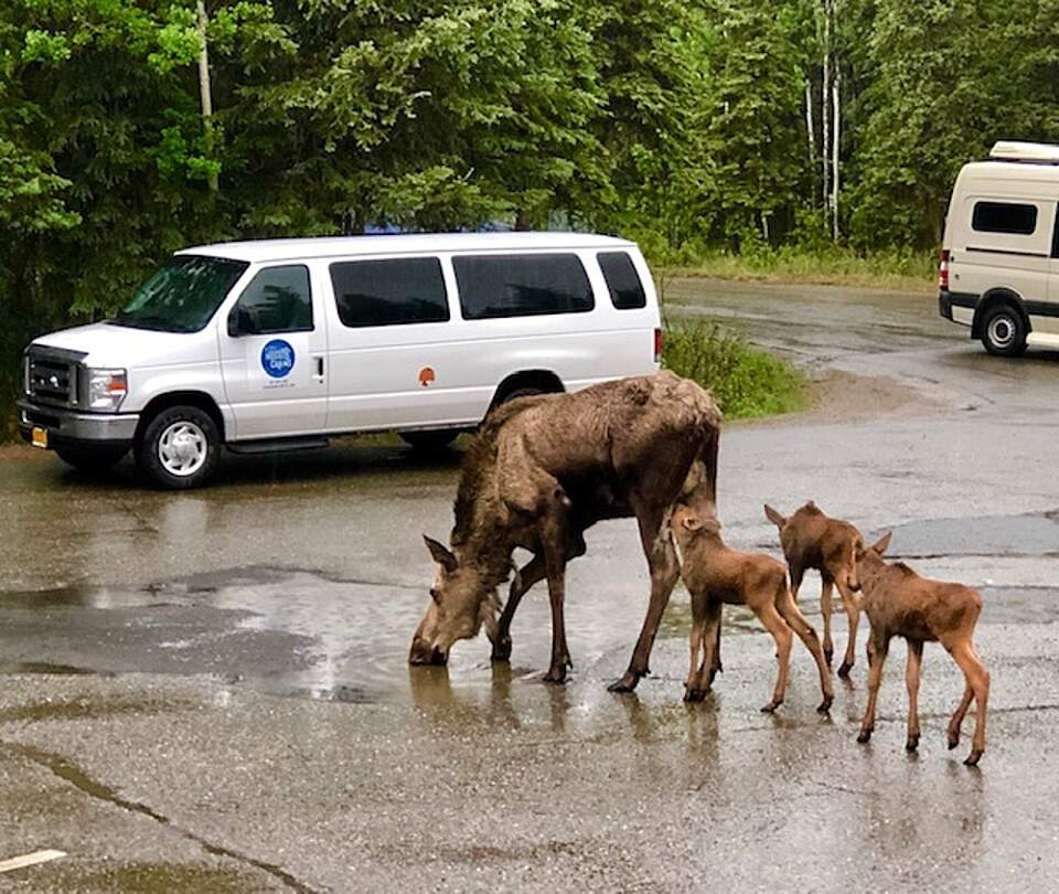 Coming to Denali on the train or by motorcoach? Don’t sweat the transportation once you’re here—just hop on the Sheep Shuttle!