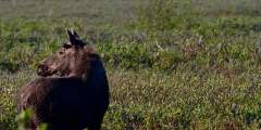 Copper River Highway Moose Wendy Ranney alaska cordova trip ideas