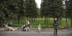 NPS sled dog demonstration 36411883083 1ab32dc1e0 c