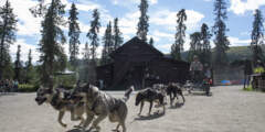 NPS sled dog demonstration 37054548462 a81b0ef58a c