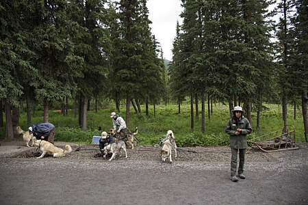 NPS sled dog demonstration 36411883083 1ab32dc1e0 c