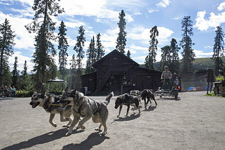 NPS sled dog demonstration 37054548462 a81b0ef58a c