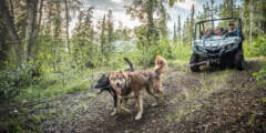 Black Spruce Dog Sledding Whitney Mc Laren 1778