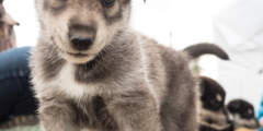 Black Spruce Dog Sledding P7020074