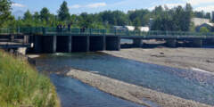 Ship-Creek-Salmon-Viewing-IMG 0651