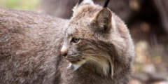 Alaska-Zoo-Canada-Lynx