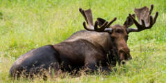 Alaska-Zoo-Moose