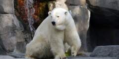 Alaska Zoo Polar bear louie 6 07