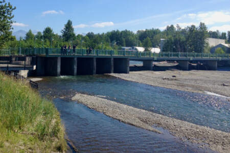 Ship-Creek-Salmon-Viewing-IMG 0651