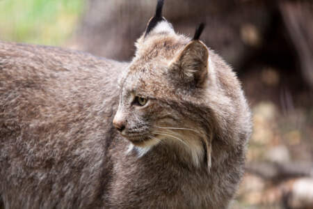 Alaska-Zoo-Canada-Lynx