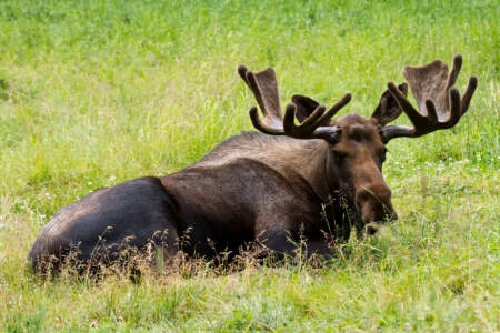 Alaska-Zoo-Moose