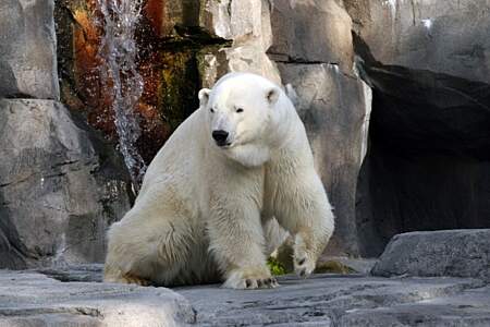 Alaska Zoo Polar bear louie 6 07