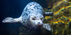 alaska-sealife-center-Seal