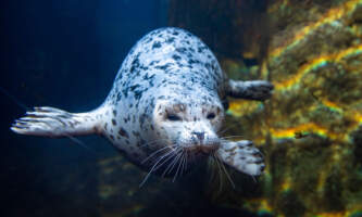 alaska-sealife-center-Seal