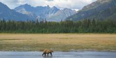 Alaska trip ideas mccarthy IMG 2611 Bear Camp