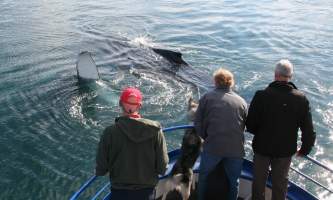 Alaska trip ideas whittier whalewaving 2014
