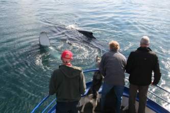 Alaska trip ideas whittier whalewaving 2014