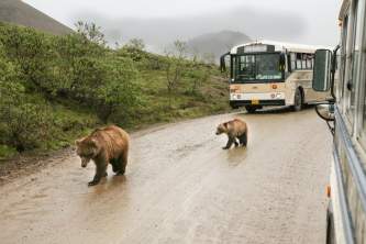 Denali bus tour bob kaufman